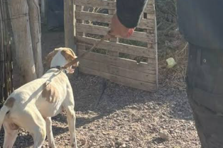 La Paz | El rastreo de Fito un perro policial permitió recuperar elementos robados tras recorrer más de 500 metros